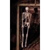 Beinagrind, stærð 152 CM - Image 2