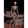 Beinagrind, stærð 152 CM
