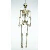 Beinagrind, stærð 152 CM - Image 3